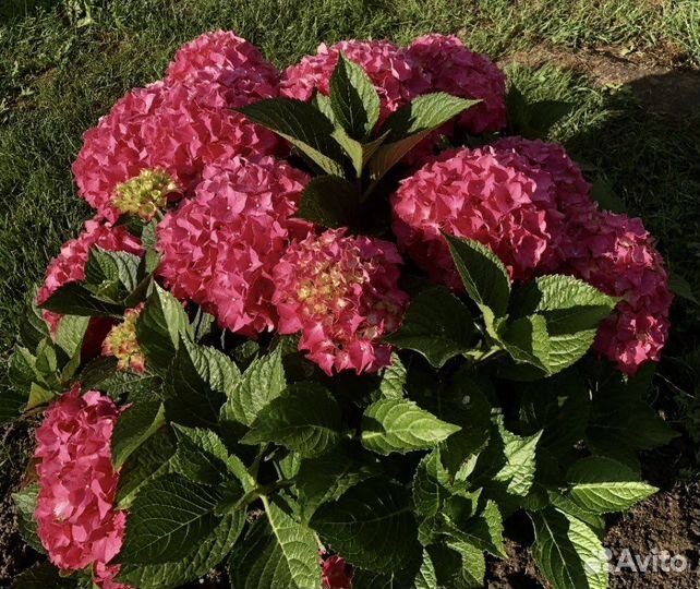 Гортензия крупнолистная саженцы