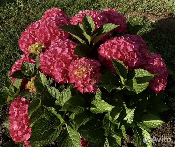 Гортензия крупнолистная саженцы