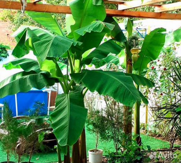 Банан Японский, банановая пальма, банан Тропикана