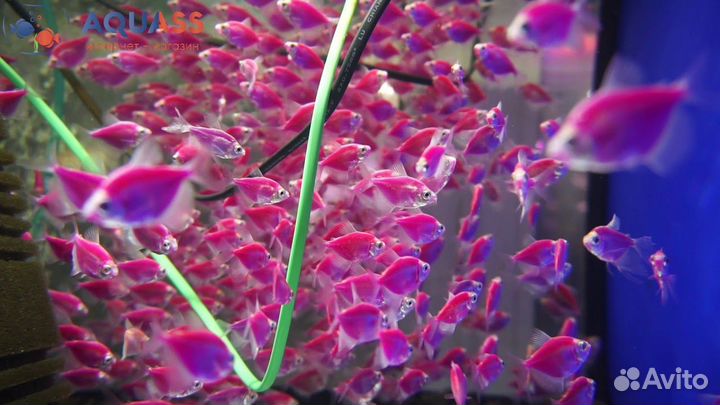 Тернеции Глофиш