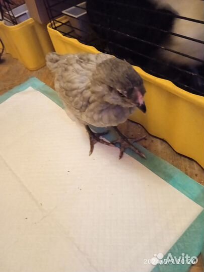 Цыплята амерауканы