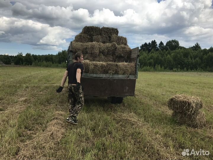 Сено в тюках- кипах