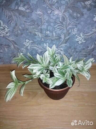 Традесканция альбифлора фикус Бенджамина