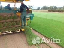 Рулонный газон от производителя с доставкой