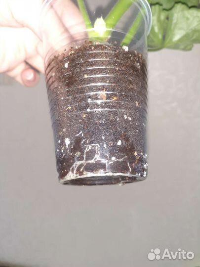 Пеларгония тюльпановидная