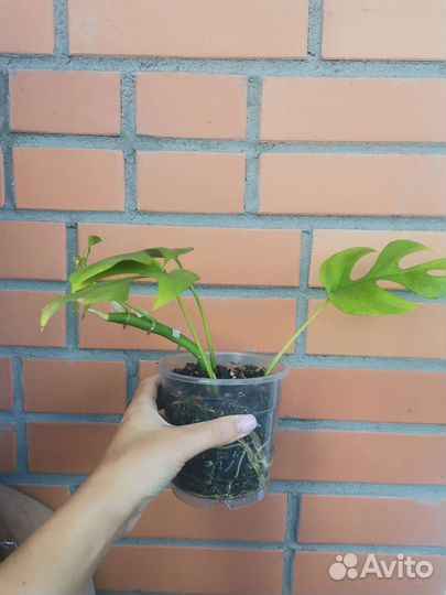 Рафидофора тетрасперма