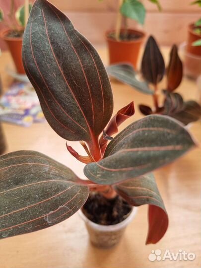 Орхидея лудизия драгоценная