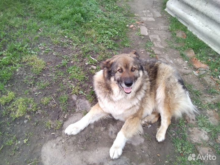 Мальчик в добрые руки