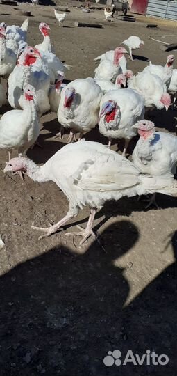 Продам индюков
