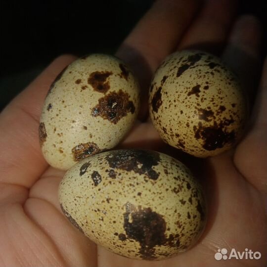 Яйцо перепелиное