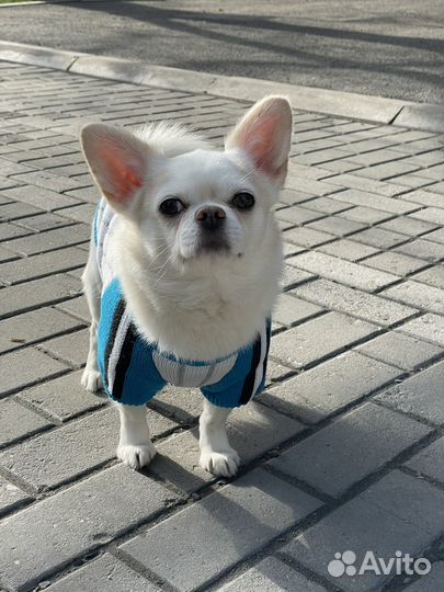 Вязка кобель чихуахуа