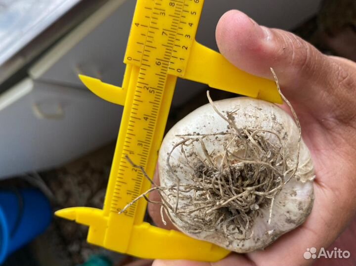 Чеснок Любаша