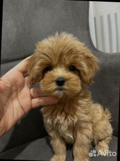 Мальтипу мини микро мальчик