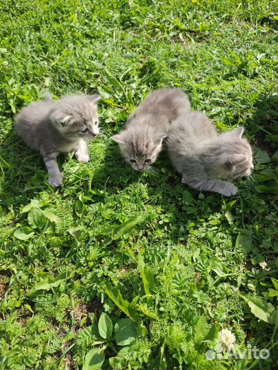 Котята в добрые руки даром