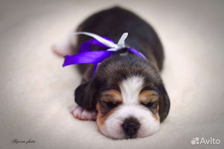 Щенки бигль