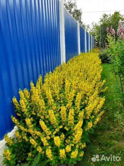 Вербейник многолетний, как цветочный бордюр