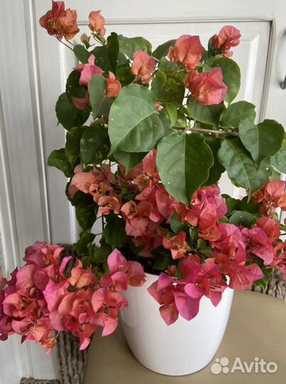 Бугенвиллия