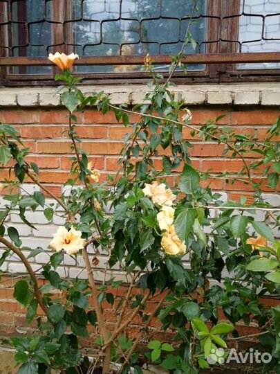 Гибискус Китайская роза