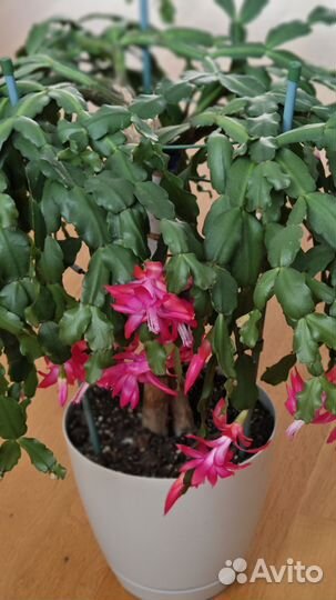 Декабрист на штамбе