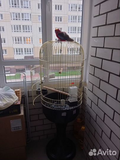 Попугай Розелла