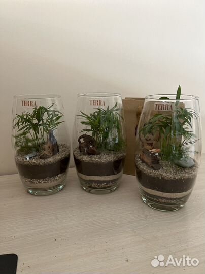 Хамедорея Элеганс. Домашние цветы