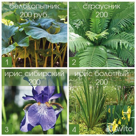 Белокопытник, Папоротник, Ирис сибирский, болотный