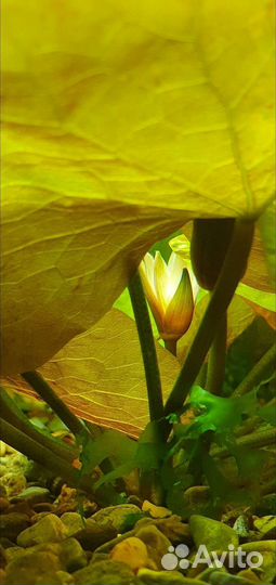 Нимфея рудге