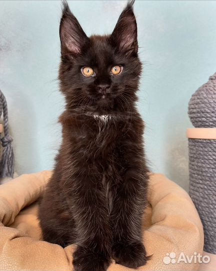 Котята мейн-кун черный мальчик