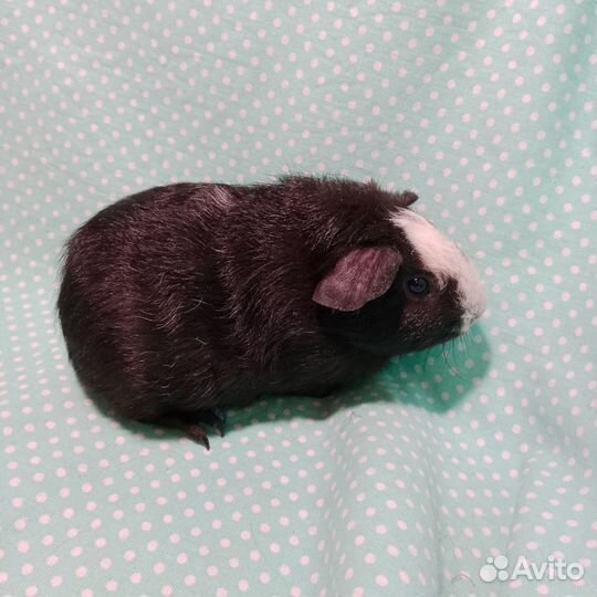 Морские свинки