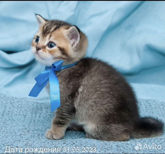Шотландские котята