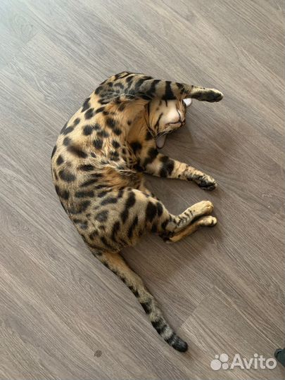 Бенгальский кот вязка