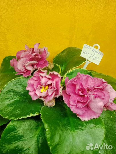 Детки сортовых фиалок