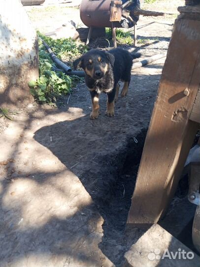 Щенки щенята