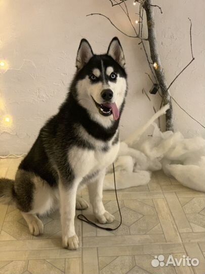 Хаски вязка с документами