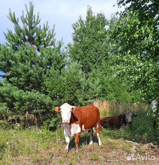 Нетель герефордской породы класса класса элита и э