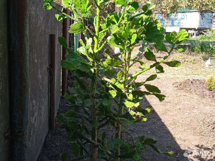 Кактусы и суккуленты