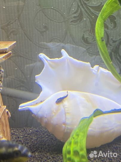 Сомики анцитрусы малыши 1-1,5-2 см