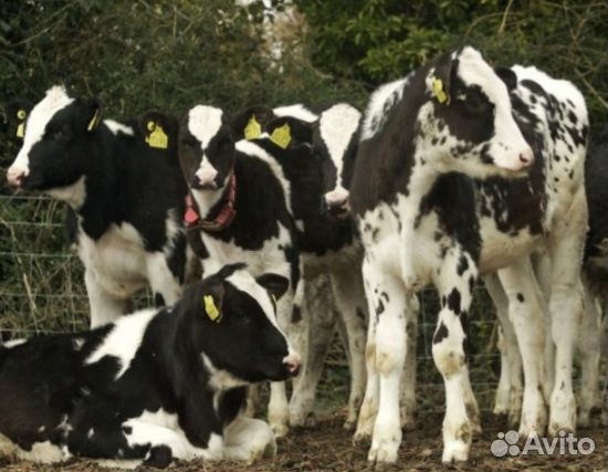 Телята бычки