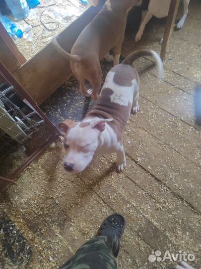 Собаки щенки Американского стаффордширский терьера