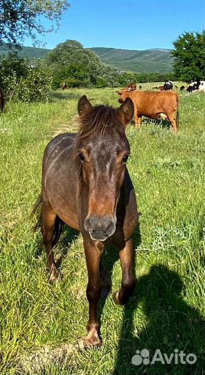Жеребчик пони