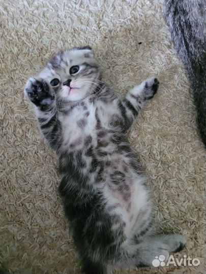 Котята Шотландская, родители умные и красивые
