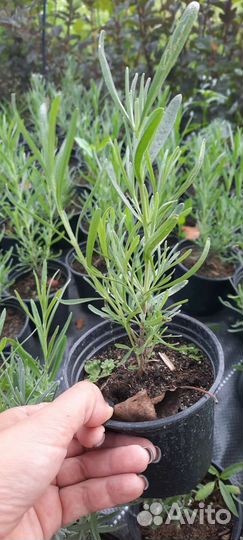 Лаванда саженцы 0,5л
