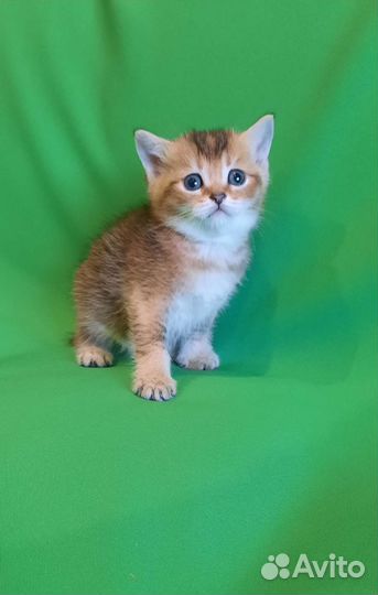 Шотландские котята
