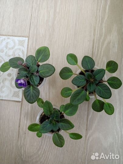 Фиалка Rob's Hopscotch спорт