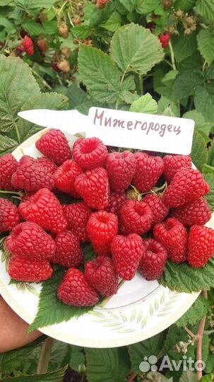 Саженцы малины, Нижегородец,Челябинская,Патриция