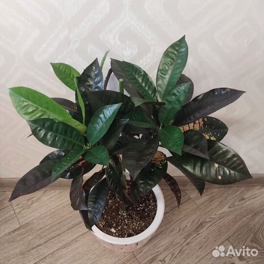 Кротон миссис айстон