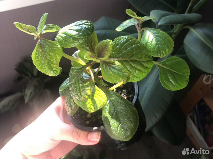 Плектрантус колеусовидный