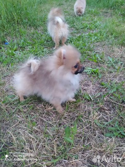 Мини Померанский шпиц девочка