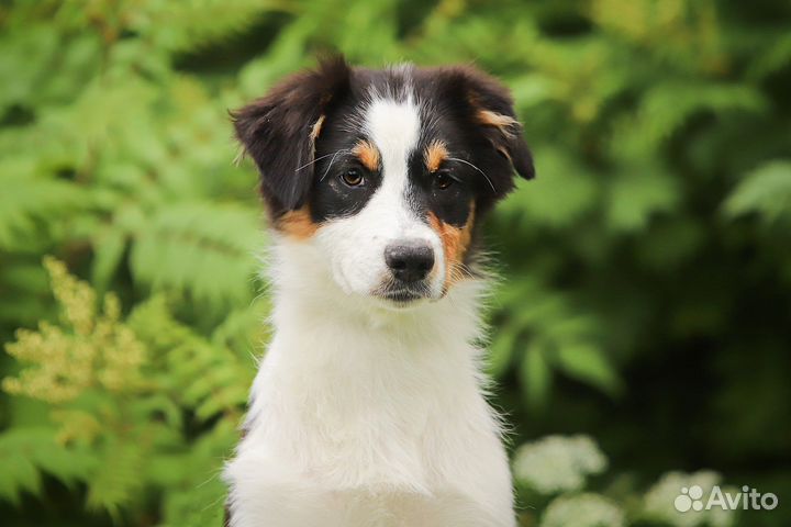 Девочки аусси