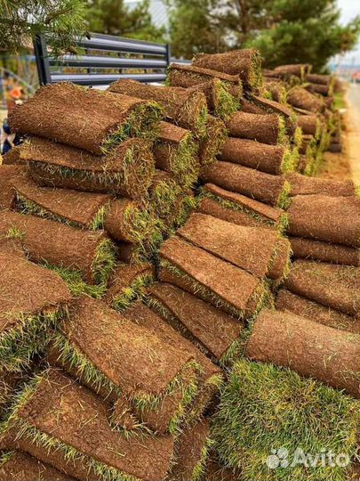 Укладка и продажа рулонного газона